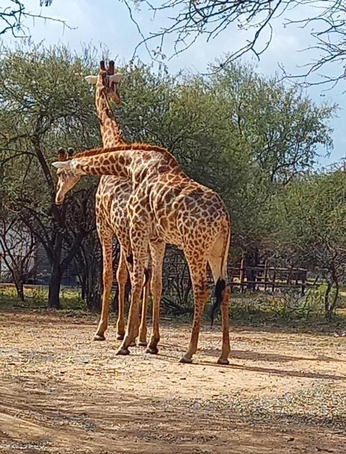 Kudus Crest Bush Retreat Leilighet Marloth Park Eksteriør bilde