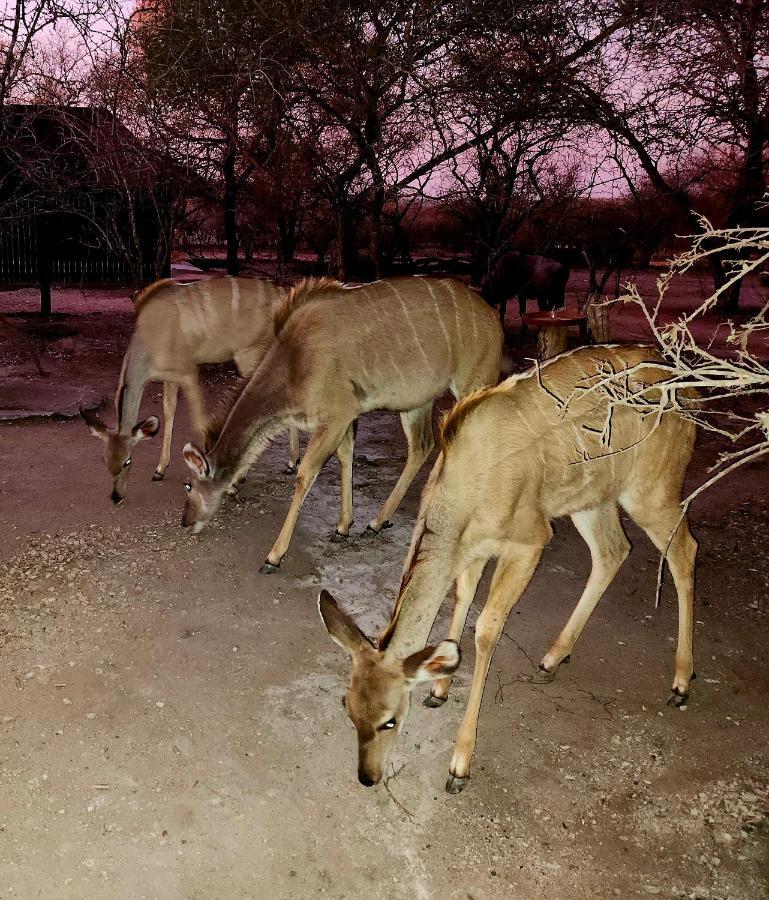 Kudus Crest Bush Retreat Leilighet Marloth Park Eksteriør bilde